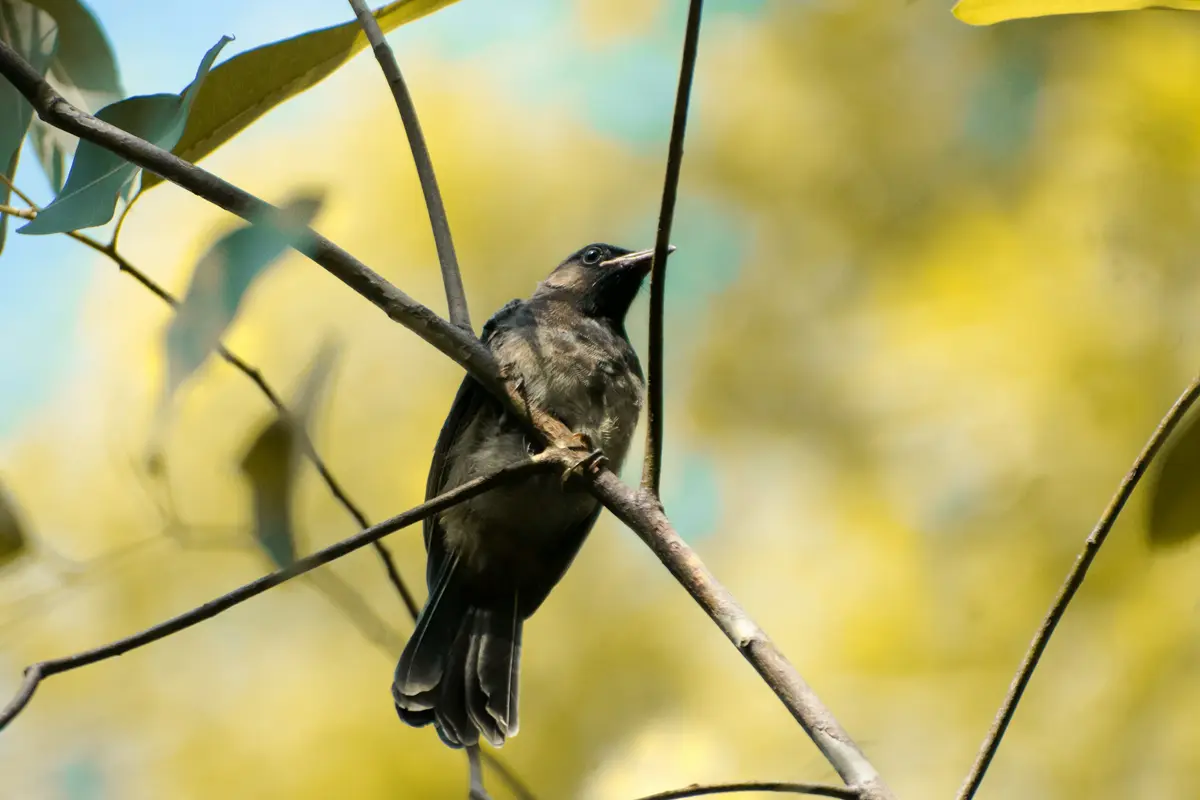 birdwatching-img